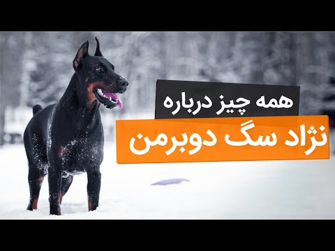 تصویری: Dalmatian: ویژگی های نژاد