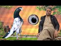 Ustad shahid shabbir of sailkot ki chat se parwazi pigeons