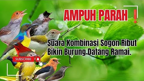 Suara Pikat Sogon kombinasi Burung Kecil Ribut.