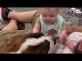 Someone Threw A Saint Bernard Puppy Over Their Fence At Night | The Dodo