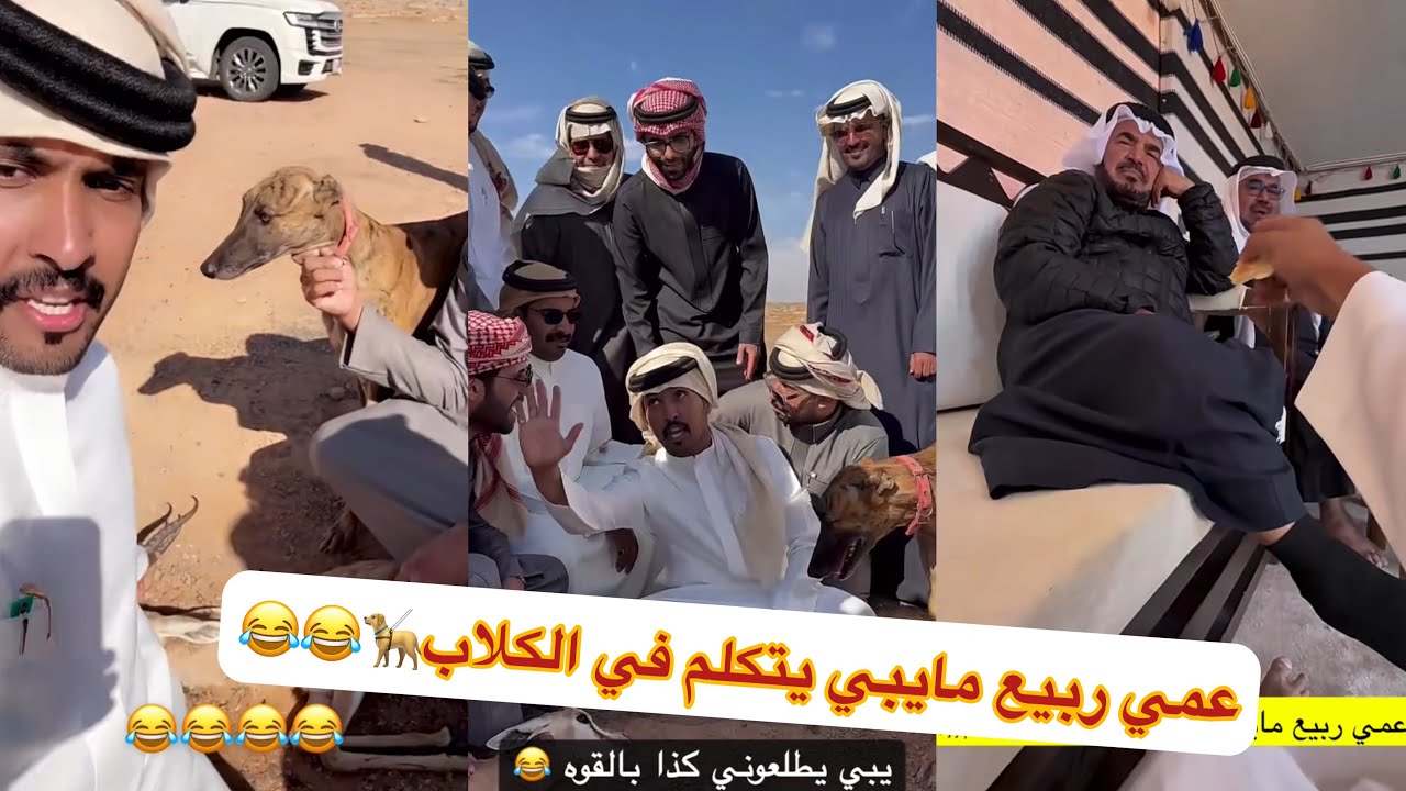 تحدي على غزال مخلد ابو حشر😂ابو بنت الديره#سنابات #غازي_الذيابي