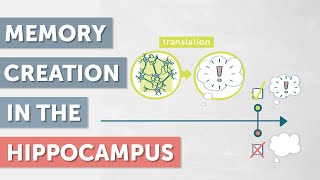 The Neurological Processes of Memory Creation
