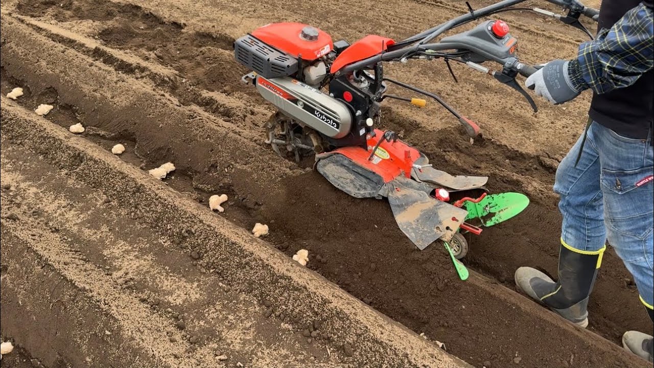 生姜（ショウガ）の育て方・植える時はマルチやらないで大きく育てる方法【最新版】（種生姜の植え方〜小型管理機の使い方〜芽出しの重要性）24/4/1