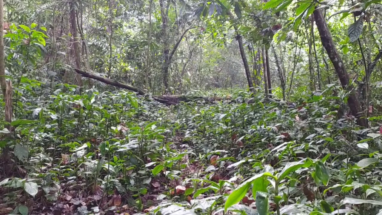 Behali Reserve Forest: A day in the woods