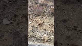 Download Lagu #dağkeçileri🦌🦌#dağkeçisi #keçi#yabanhayatı #av#avcı#montaingoat#teke #yabanihayvanlar #oltu#erzurum MP3