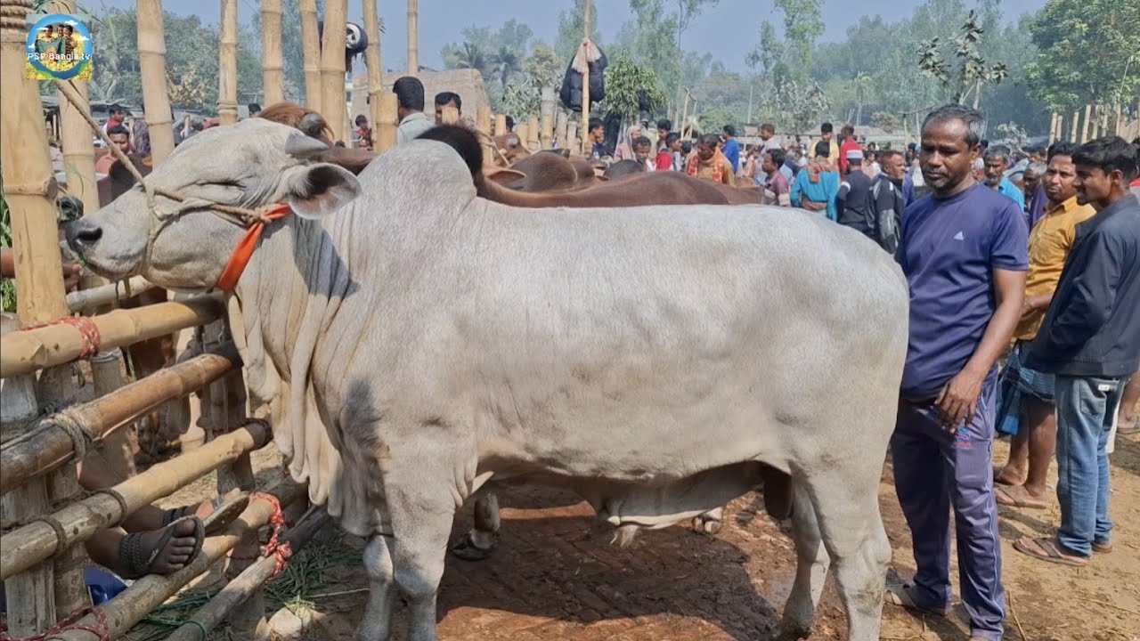 @ ২৬/২/২০২৬|| খামার উপযোগী ষাঁড় গরুর দাম আমবাড়ী হাটে||