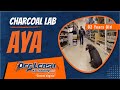 2yo Charcoal Lab (Aya) - Best Dog Trainers in Fredericksburg, VA