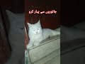جانوروں سے پیار کرو Love Music Catlover Love 