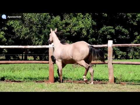 LOTE 08 - KAROLINE NU CHEX - 1 LEILÃO SELO DE RAÇA