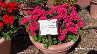 Pretty Little Interspecific Geranium | CSU Trial Garden