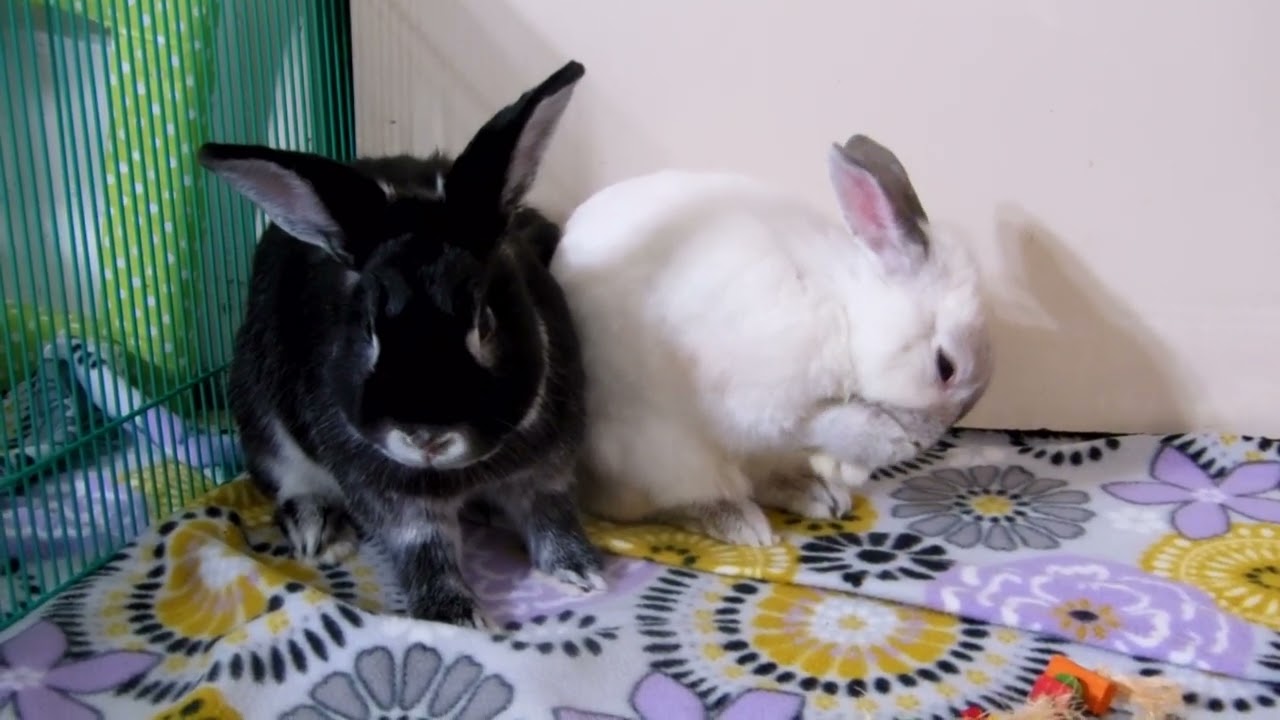 Rabbit Bonding this is a Great Example of rabbits like to mirror each other.
