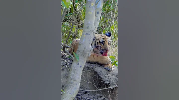 Cleaning After Meal | Dhikala Zone In Jim Corbett National Park #wildlife #tiger #dhikala #tigercubs