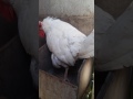 Leghorn Chicken Laying An Egg Live!