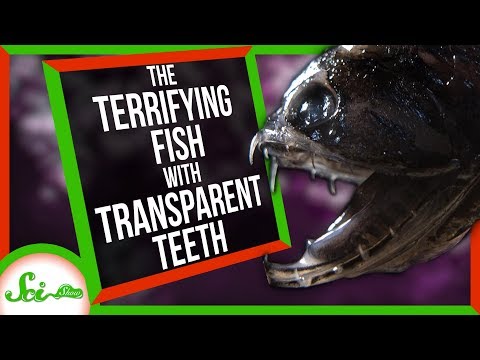 The Terrifying Fish with Transparent Teeth thumbnail