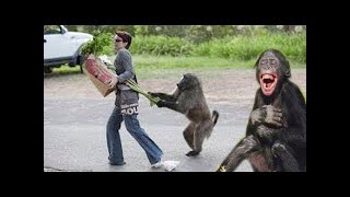 Amazing Funny Monkey Happy With Tourist And Cute Baby Monkey Kiss Smart Girl On The Way