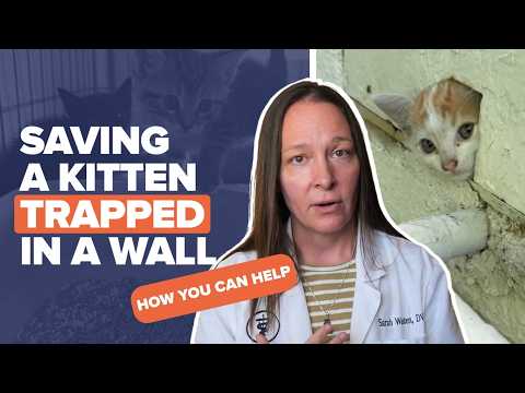 Saving A Kitten Trapped In A Wall | How To Save A Cat's Life