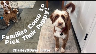 Puppy Pick Doesn't Always Turn Out Like Expected | Charley X Dave Litter of 7