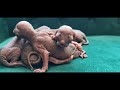Canadian Sphynx erste Geburt. 5 Kitten,,,Canadian Sphynx First Birth