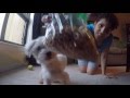 Clicker Training Practice – Free Shaping: Target a Tennis Ball Clicker Training Practice – Free Shaping: Target a Tennis Ball