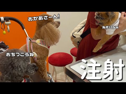 【動物病院】3頭の性格が違いすぎる