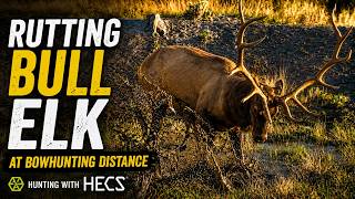 Rutting Bull Elk at Bowhunting Distance Hunting with HECS