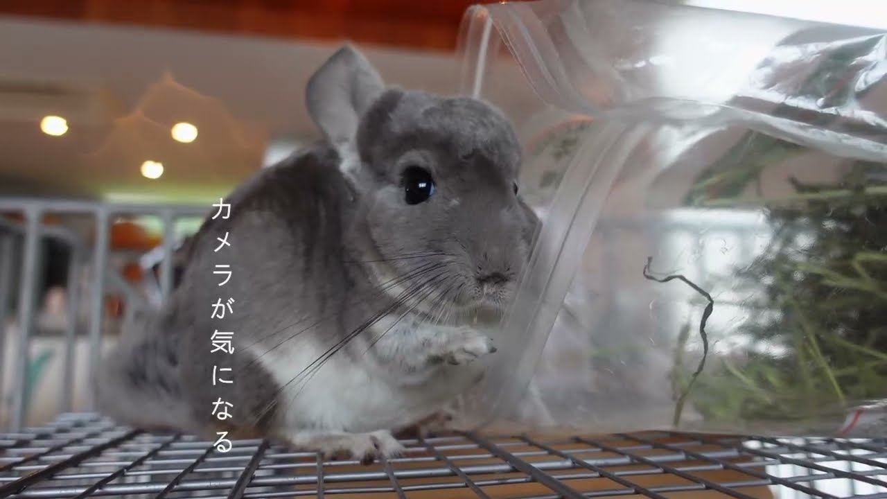 チンチラのっちゃんがエサを食べるだけの動画