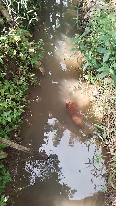 #sawah #video #padi #yutubeshorts #subscribe #subcribe #global #world #nature #natural