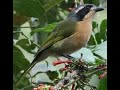 Birding at Floradale Nurseries in Port Elizabeth