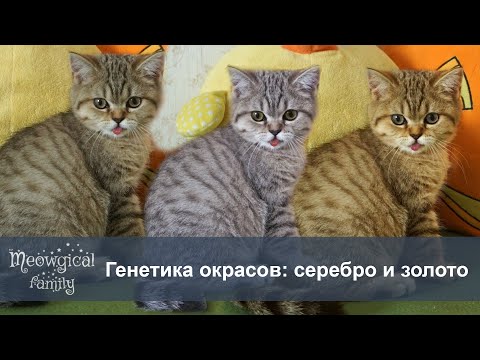 Видео: Правда о табби: базовая генетика табби-кошек