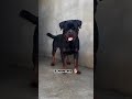 Rottweiler one year old transformation