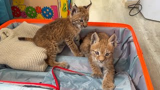 LYNX KITTEN MEETS A NEW OWNER / Lynx cub plays like little Hanna