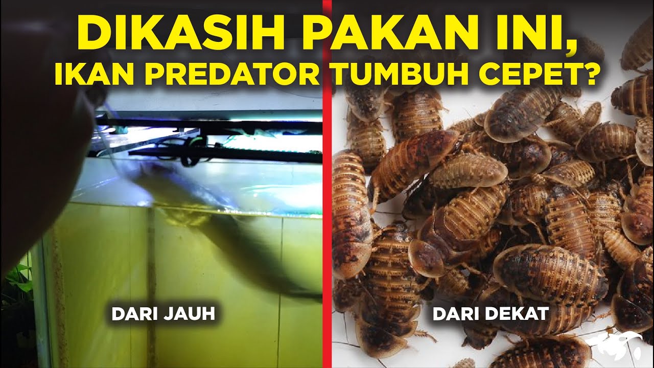 IKAN PREDATOR BISA TUMBUH CEPET DENGAN MAKAN KECOA DUBIA 