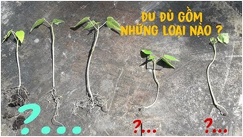 Phân biệt cây đu đủ đực, cái bằng rễ | Cách chuyển đu đủ đực thành đu đủ cái | Vườn Nhà Vlogs