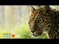 Meet the Amur Leopard at The Big Cat Sanctuary: LIVE! 🔴