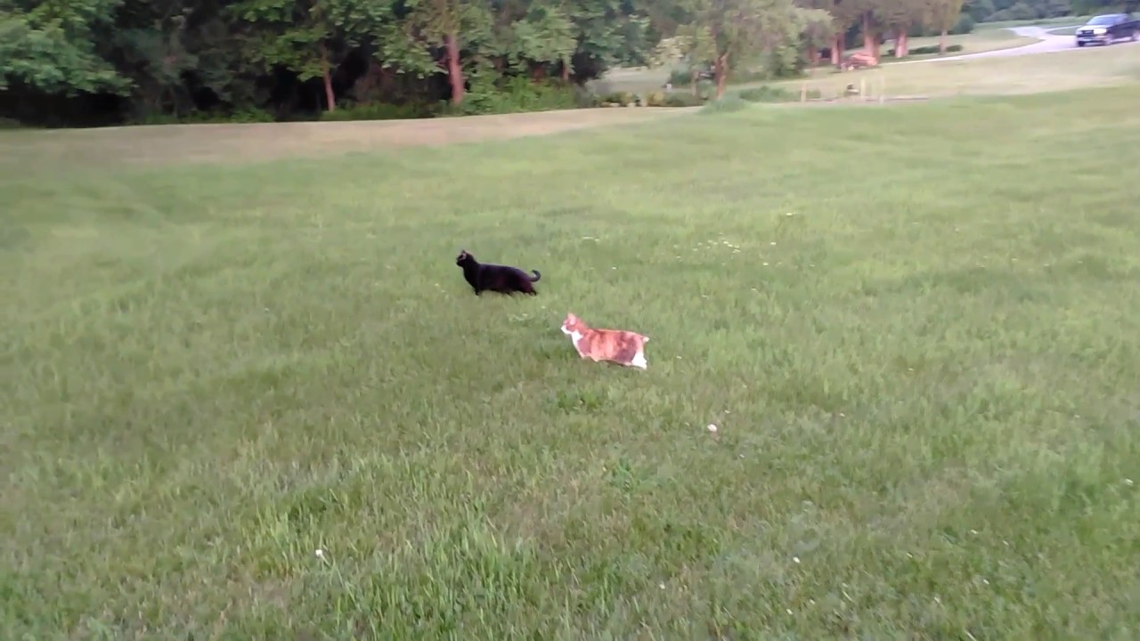 TAKING THE CATS FOR A WALK ON OUR DAILY RITUAL SUNSET - YouTube