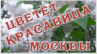 Цветёт непревзойденная по красоте сирень "Красавица Москвы"