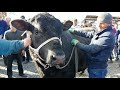 АНА БУКА МАНА БУКА 1 ТОННА САВДО ШУД 40000 СОМОНИ МОЛБОЗОРИ ШАХРИ ТУРСУНЗОДА 11.04.2021