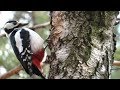 Дятел долбит семена из шишки, Woodpecker chopping seeds of pinecones