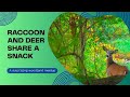 Odd Couple: Deer and Raccoon Snack Together
