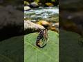 Black Holy Grail Nymph.