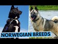 All Norwegian Dog Breeds List の動画、YouTube動画。