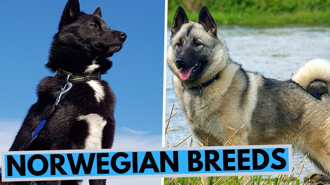 norwegian dog breeds