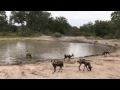 Wild dogs