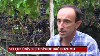Selçuk Üniversitesi'nde bağ bozumu