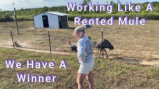 Working Like a Rented Mule and We Have A Winner. @ggfarms9136