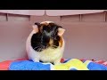 Vlog: Getting a New Baby Guinea Pig