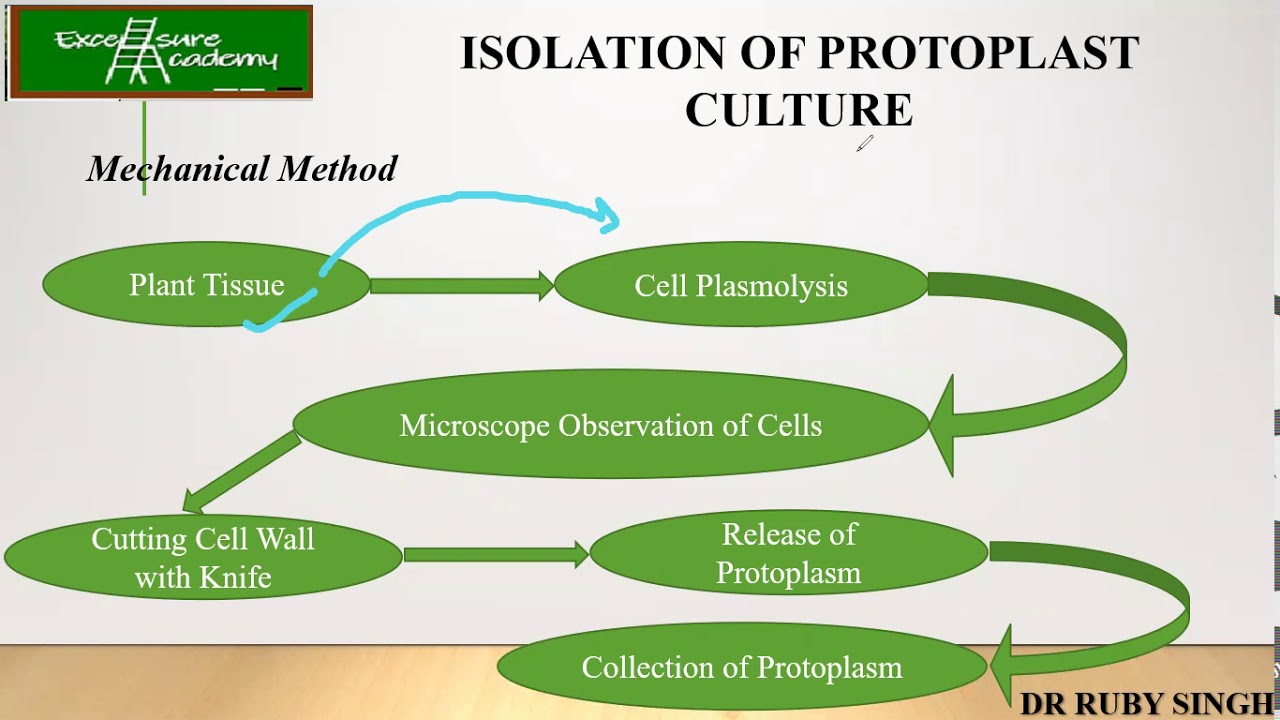 Plant tissue culture_lecture 11 Protoplast isolation mechanical