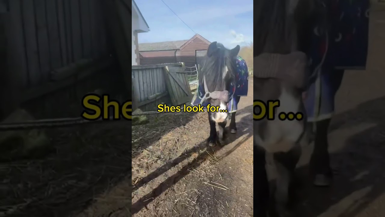 They call her Esther the welshie