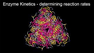 Enzyme kinetics - calculating reaction rates