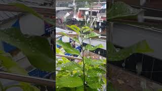 random click #rainy mood #green leaf 🌿#subscribe #comment #lifestyle